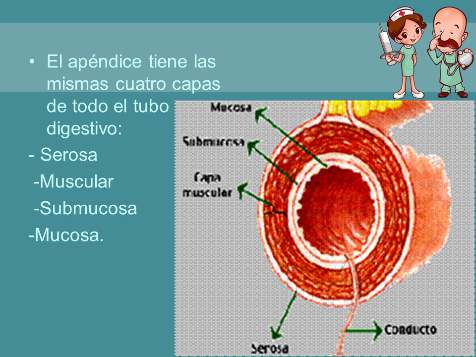 El apéndice tiene las mismas cuatro capas de todo el tubo digestivo: