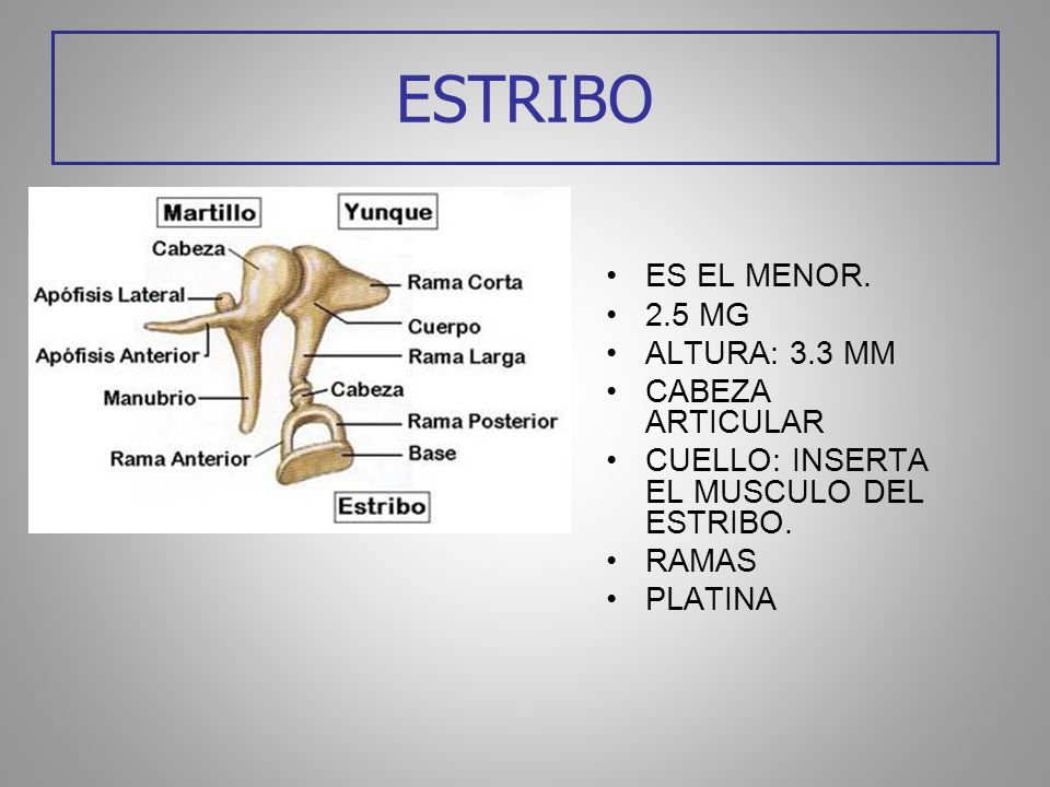 ESTRIBO ES EL MENOR. 2.5 MG ALTURA: 3.3 MM CABEZA ARTICULAR