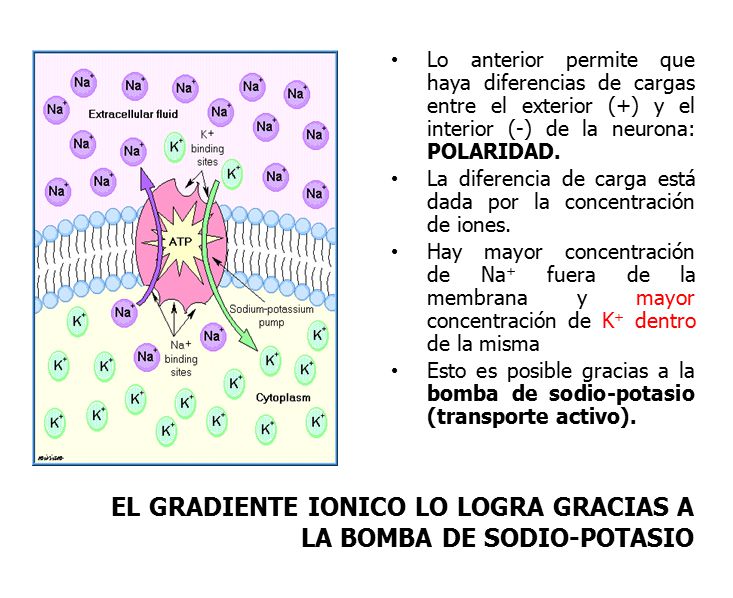 EL GRADIENTE IONICO LO LOGRA GRACIAS A LA BOMBA DE SODIO-POTASIO