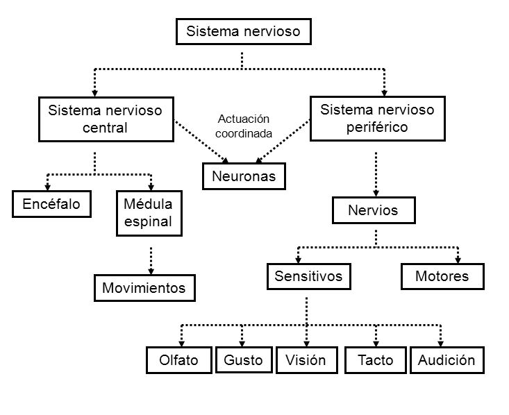 Resultat d'imatges de ESQUEMA sistema nervios central i periferic