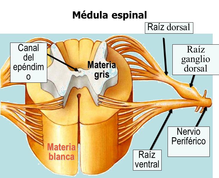 Médula espinal Raíz dorsal Canal Raíz ganglio dorsal del epéndimo