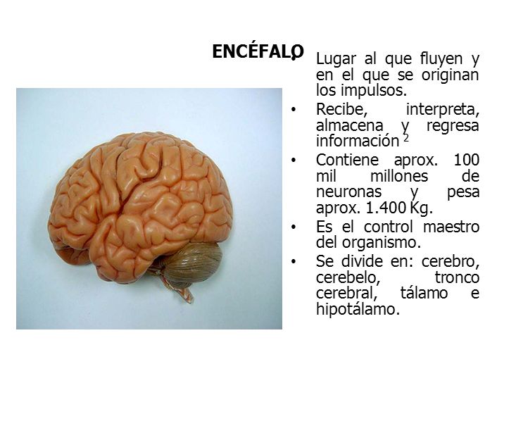 ENCÉFALO Lugar al que fluyen y en el que se originan los impulsos.