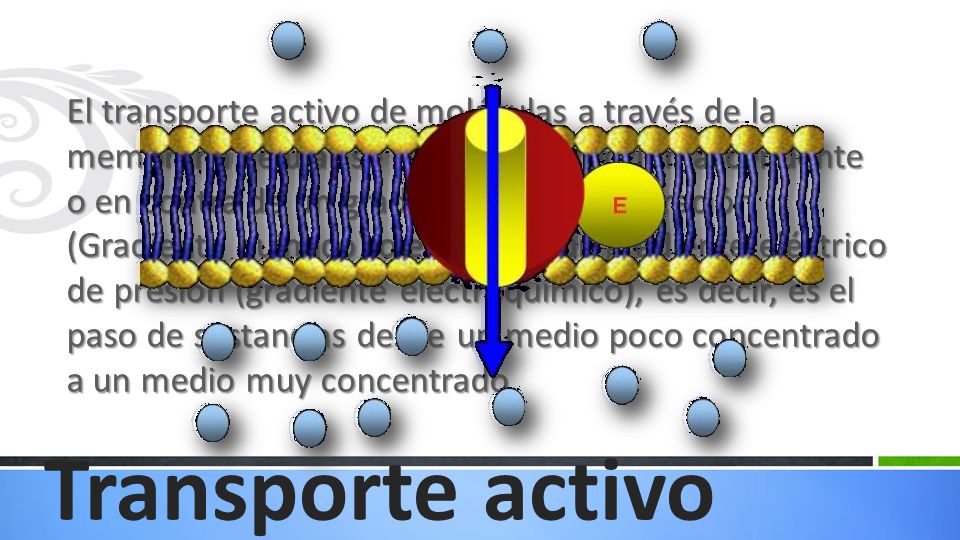 El transporte activo de moléculas a través de la membrana celular se realiza en dirección ascendente o en contra de un gradiente de concentración (Gradiente químico) o en contra un gradiente eléctrico de presión (gradiente electroquímico), es decir, es el paso de sustancias desde un medio poco concentrado a un medio muy concentrado.