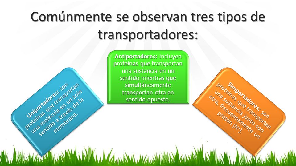 Comúnmente se observan tres tipos de transportadores:
