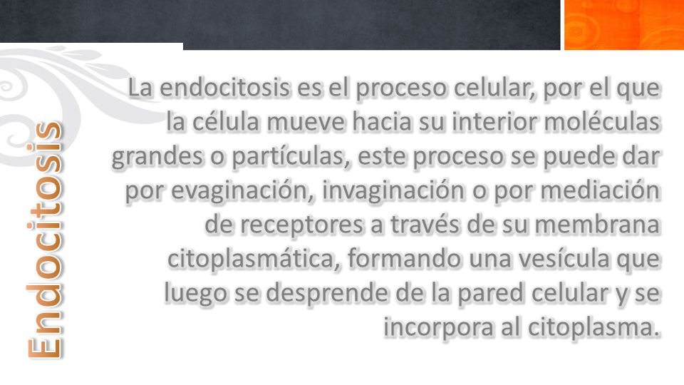 La endocitosis es el proceso celular, por el que la célula mueve hacia su interior moléculas grandes o partículas, este proceso se puede dar por evaginación, invaginación o por mediación de receptores a través de su membrana citoplasmática, formando una vesícula que luego se desprende de la pared celular y se incorpora al citoplasma.