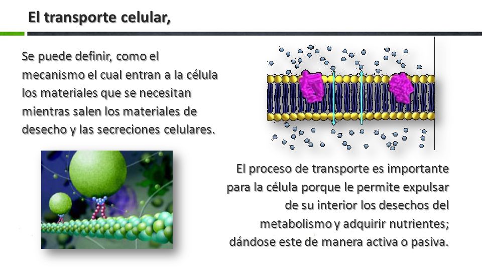 El transporte celular,