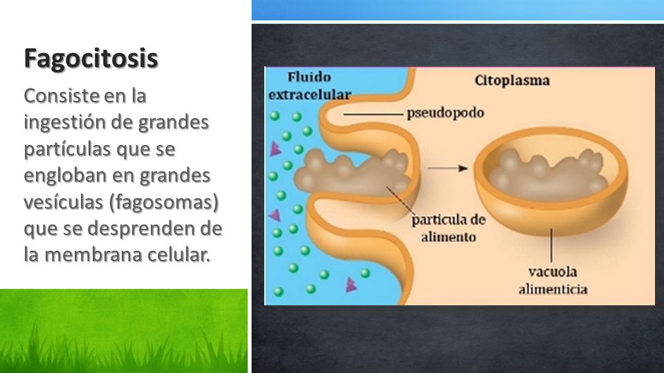 Fagocitosis Consiste en la ingestión de grandes partículas que se engloban en grandes vesículas (fagosomas) que se desprenden de la membrana celular.