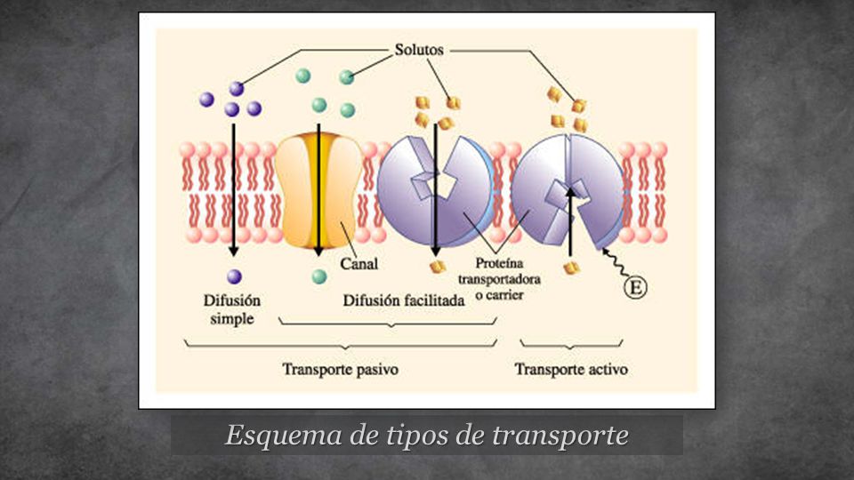 Esquema de tipos de transporte