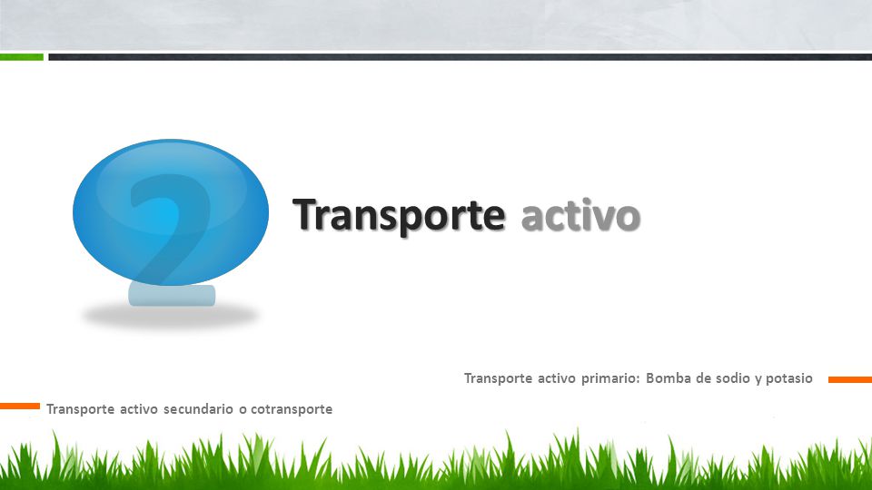 2 Transporte activo. Transporte activo primario: Bomba de sodio y potasio.