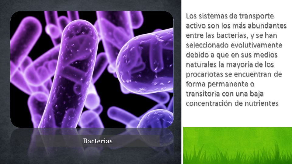 Los sistemas de transporte activo son los más abundantes entre las bacterias, y se han seleccionado evolutivamente debido a que en sus medios naturales la mayoría de los procariotas se encuentran de forma permanente o transitoria con una baja concentración de nutrientes