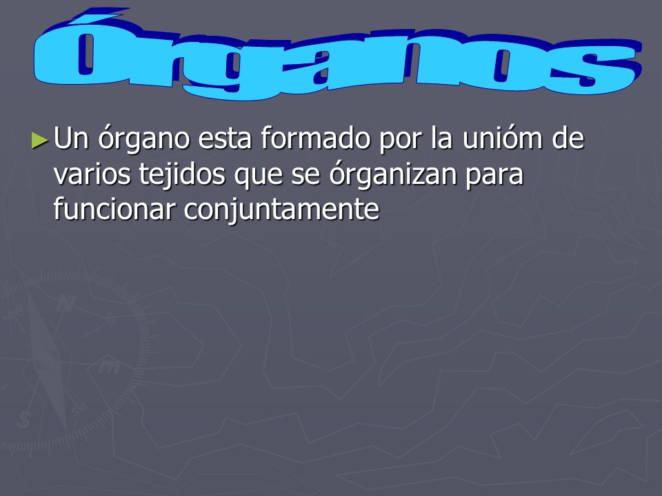 Órganos Un órgano esta formado por la unióm de varios tejidos que se órganizan para funcionar conjuntamente.