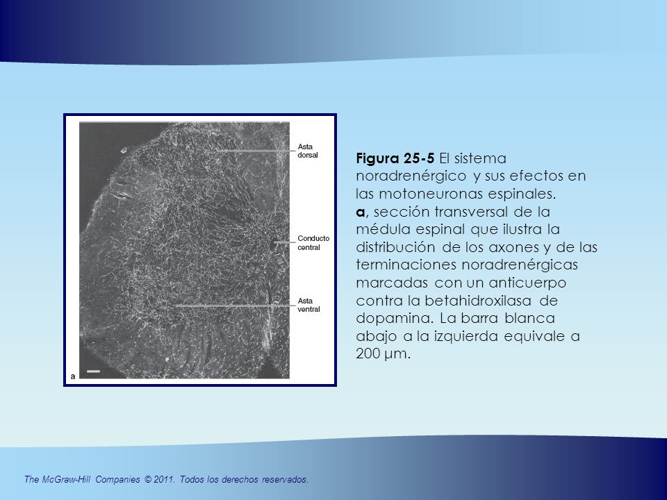 Figura 25-5 El sistema noradrenérgico y sus efectos en las motoneuronas espinales.