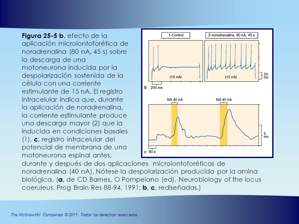 Figura 25-5 b, efecto de la aplicación microiontoforética de noradrenalina (80 nA, 45 s) sobre la descarga de una motoneurona inducida por la despolarización sostenida de la célula con una corriente estimulante de 15 nA. El registro intracelular indica que, durante la aplicación de noradrenalina, la corriente estimulante produce una descarga mayor (2) que la inducida en condiciones basales (1). c, registro intracelular del potencial de membrana de una motoneurona espinal antes,