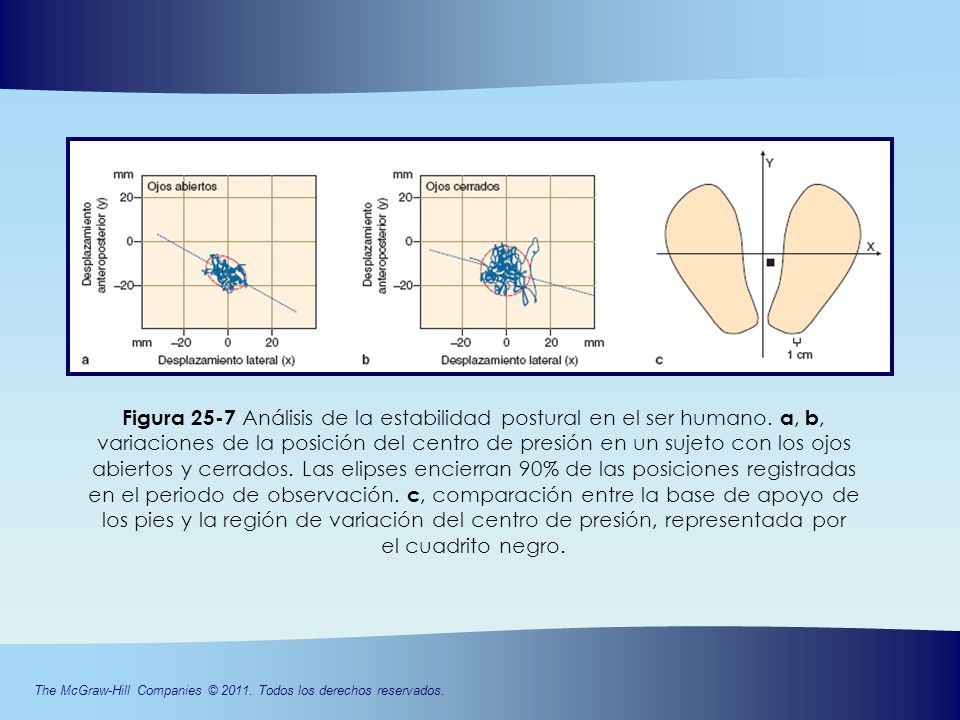 en el periodo de observación. c, comparación entre la base de apoyo de