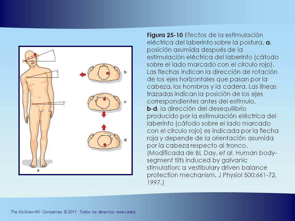 Figura Efectos de la estimulación eléctrica del laberinto sobre la postura.