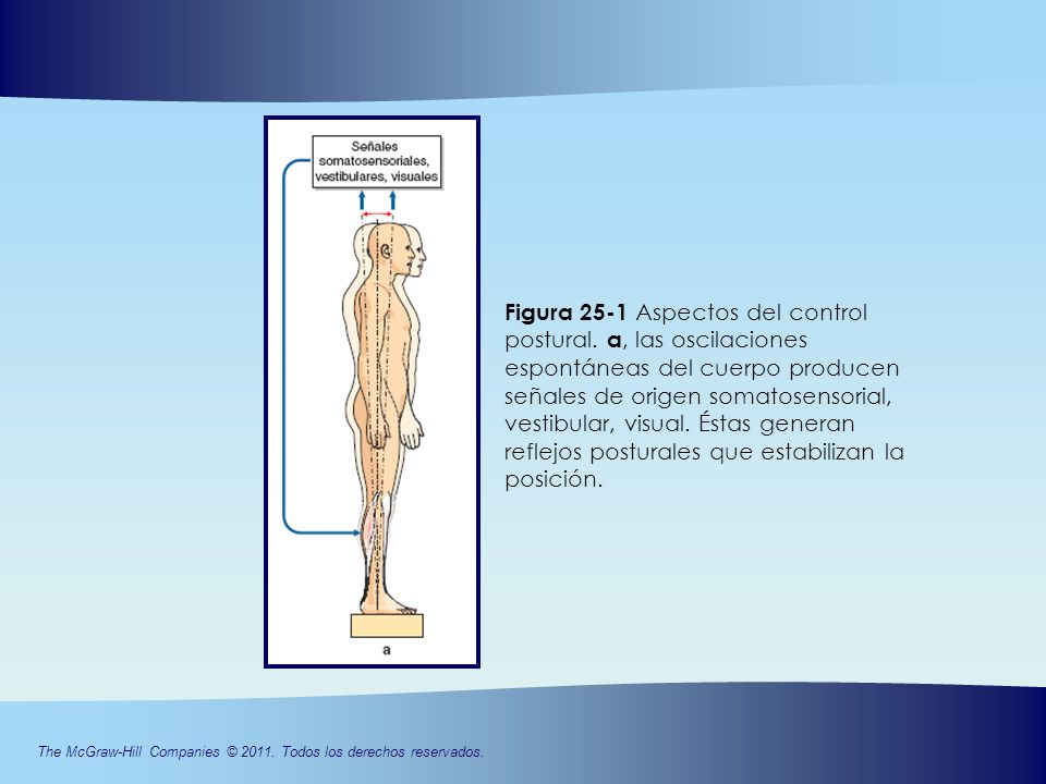 Figura 25-1 Aspectos del control postural