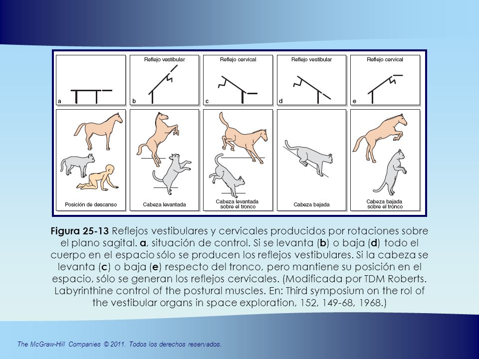 Figura Reflejos vestibulares y cervicales producidos por rotaciones sobre el plano sagital.