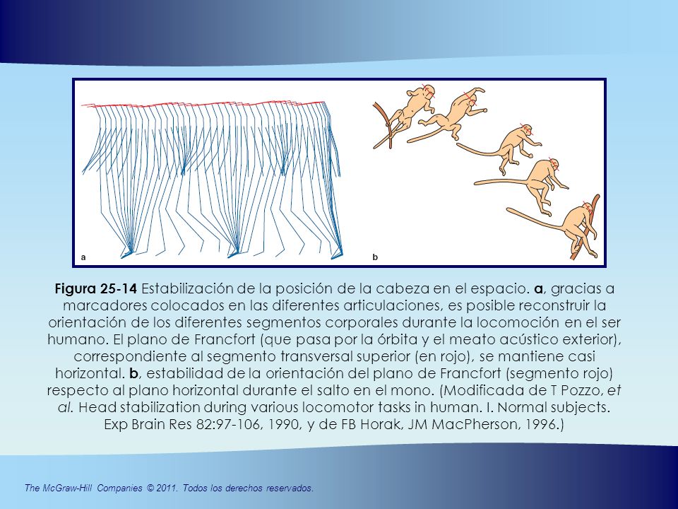 Exp Brain Res 82:97-106, 1990, y de FB Horak, JM MacPherson, 1996.)