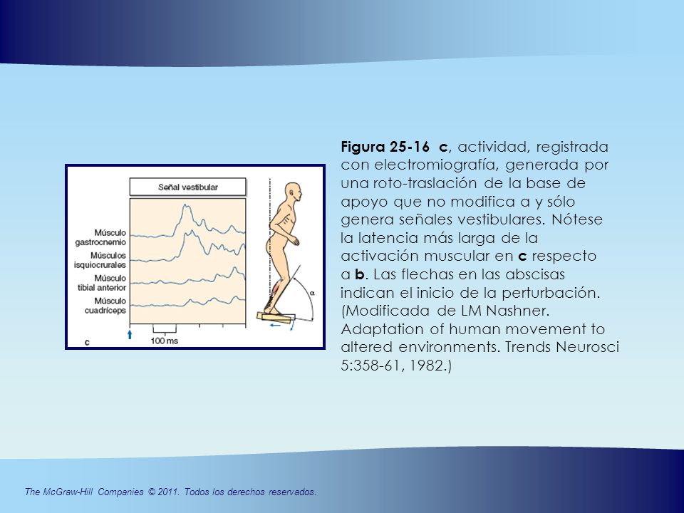 Figura c, actividad, registrada con electromiografía, generada por una roto-traslación de la base de apoyo que no modifica α y sólo genera señales vestibulares. Nótese la latencia más larga de la activación muscular en c respecto