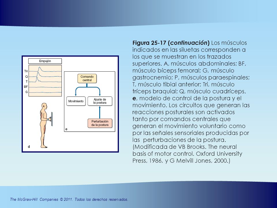 Figura (continuación) Los músculos indicados en las siluetas corresponden a los que se muestran en los trazados superiores.