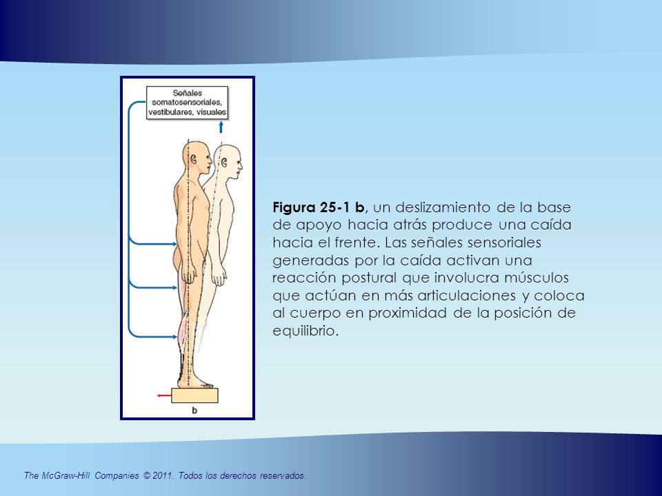 Figura 25-1 b, un deslizamiento de la base de apoyo hacia atrás produce una caída hacia el frente. Las señales sensoriales generadas por la caída activan una reacción postural que involucra músculos que actúan en más articulaciones y coloca