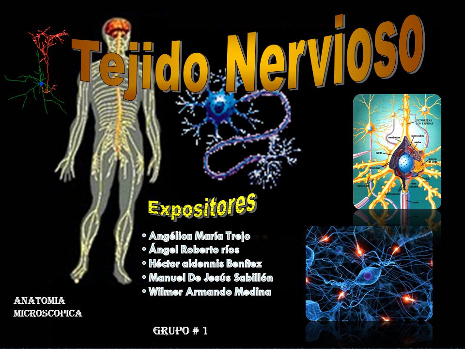 Tejido Nervioso Expositores Angélica María Trejo Ángel Roberto ríos