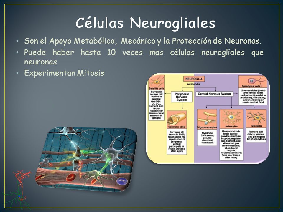 Células Neurogliales Son el Apoyo Metabólico, Mecánico y la Protección de Neuronas.