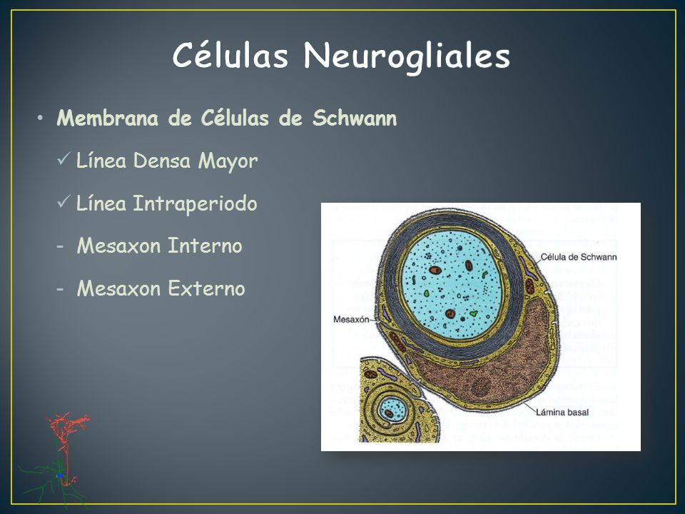 Células Neurogliales Membrana de Células de Schwann Línea Densa Mayor