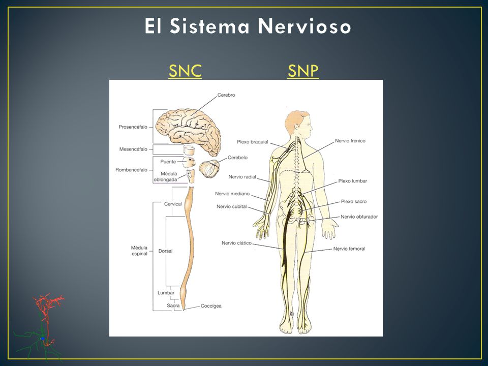 El Sistema Nervioso SNC SNP