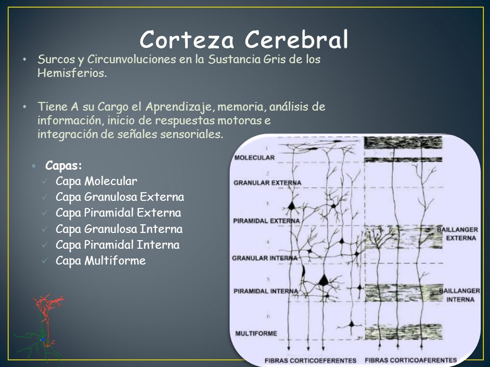 Corteza Cerebral Surcos y Circunvoluciones en la Sustancia Gris de los Hemisferios.