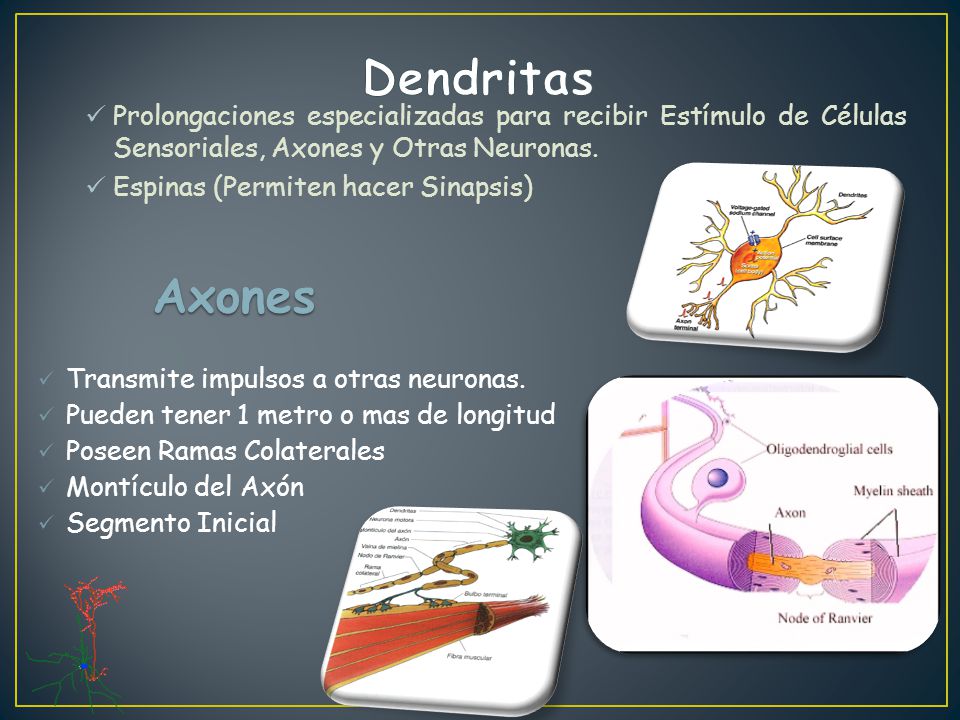 Dendritas Prolongaciones especializadas para recibir Estímulo de Células Sensoriales, Axones y Otras Neuronas.