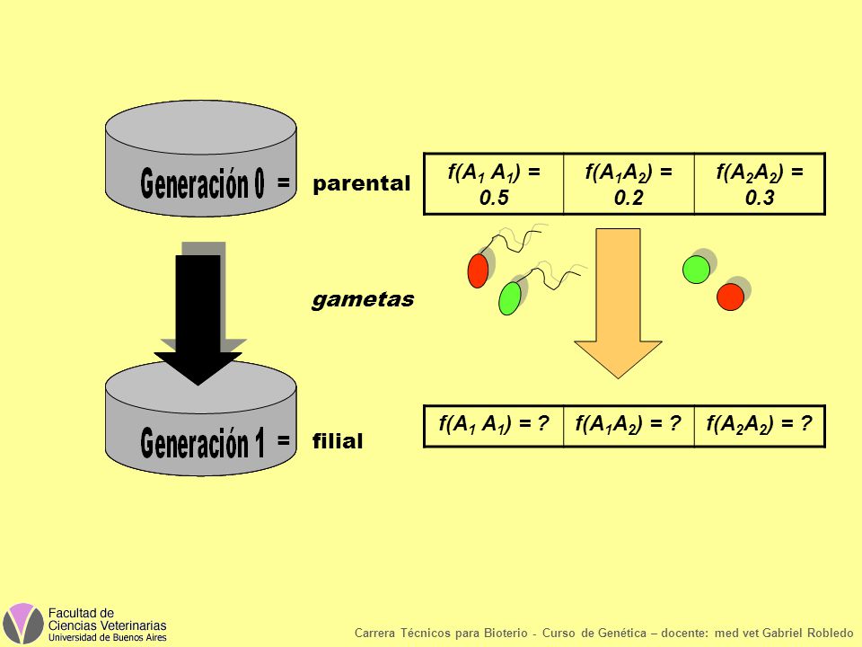 f(A1 A1) = 0.5 f(A1A2) = 0.2 f(A2A2) = 0.3 = parental gametas