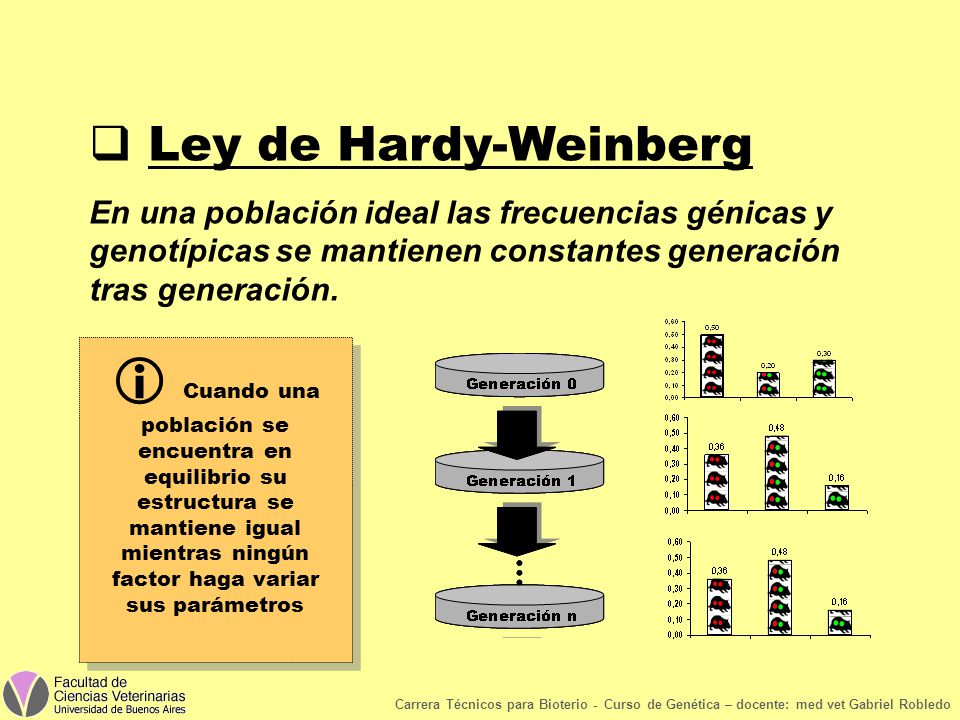 Ley de Hardy-Weinberg En una población ideal las frecuencias génicas y genotípicas se mantienen constantes generación tras generación.