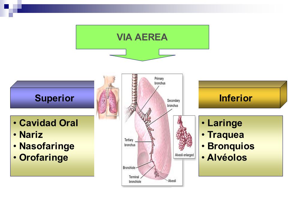 VIA AEREA Superior. Inferior. Cavidad Oral. Nariz. Nasofaringe. Orofaringe. Laringe. Traquea.