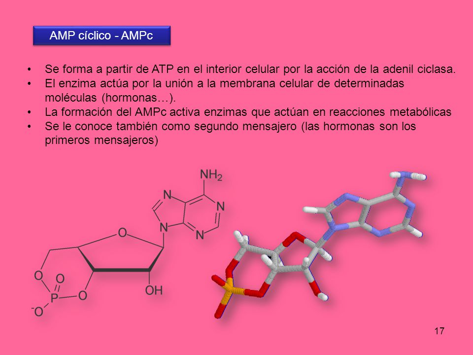 AMP cíclico - AMPc Se forma a partir de ATP en el interior celular por la acción de la adenil ciclasa.