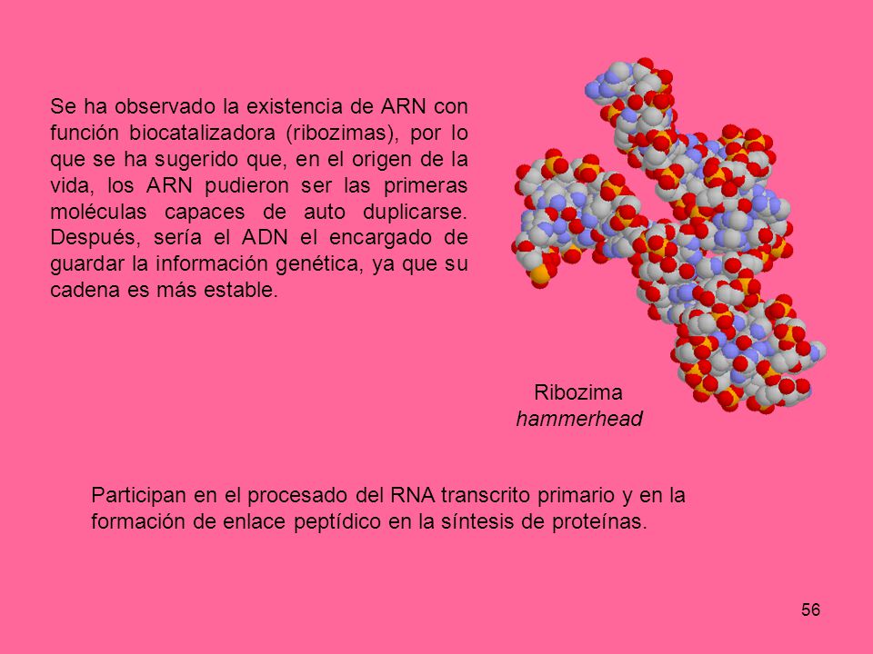 Se ha observado la existencia de ARN con función biocatalizadora (ribozimas), por lo que se ha sugerido que, en el origen de la vida, los ARN pudieron ser las primeras moléculas capaces de auto duplicarse. Después, sería el ADN el encargado de guardar la información genética, ya que su cadena es más estable.