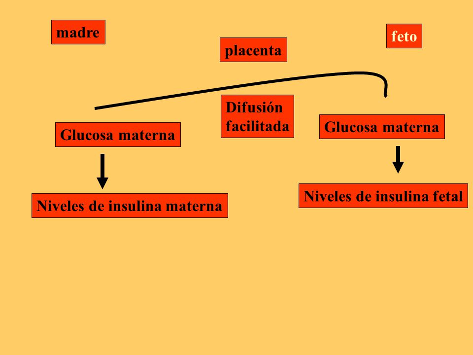 madre feto. placenta. Difusión. facilitada. Glucosa materna. Glucosa materna. Niveles de insulina fetal.