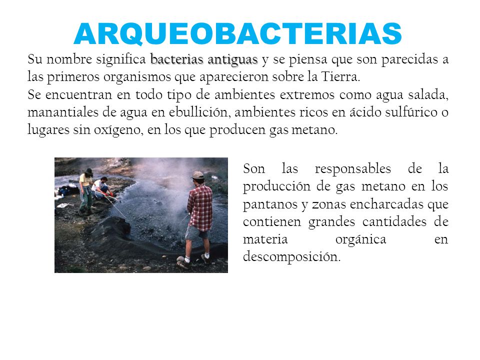 ARQUEOBACTERIAS Su nombre significa bacterias antiguas y se piensa que son parecidas a las primeros organismos que aparecieron sobre la Tierra.