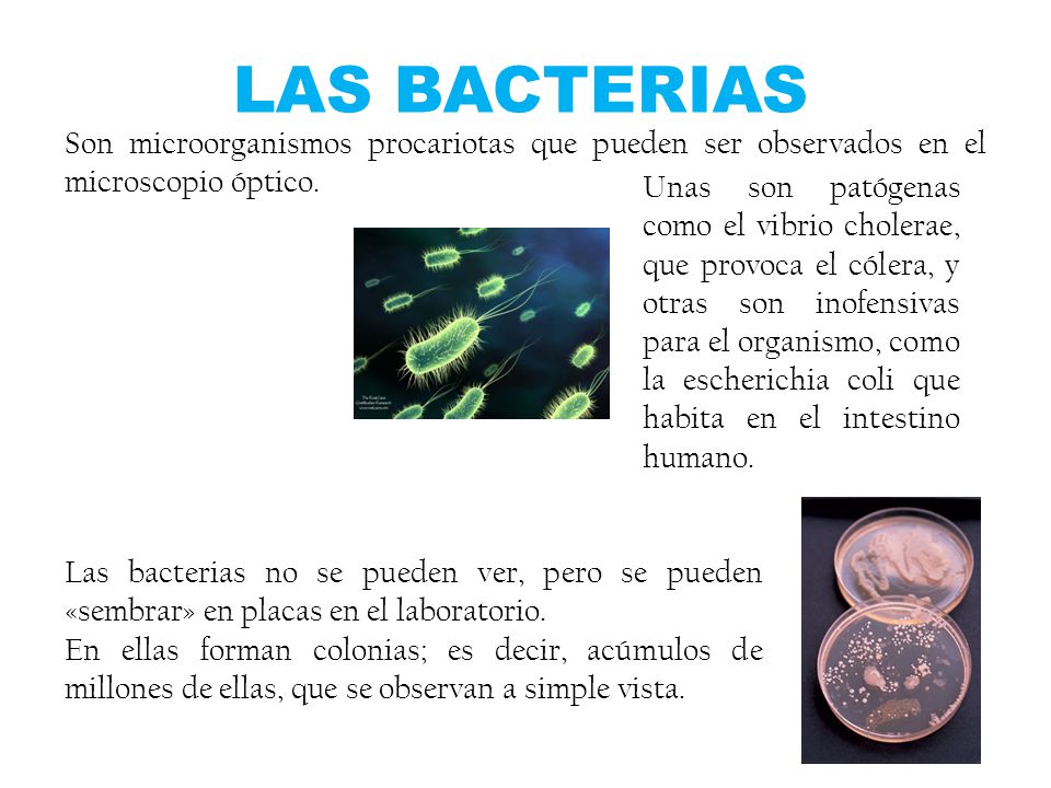 LAS BACTERIAS Son microorganismos procariotas que pueden ser observados en el microscopio óptico.