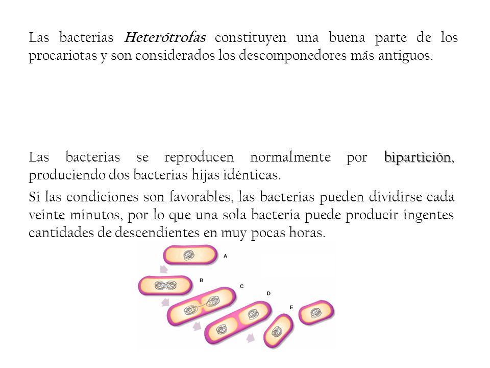 Las bacterias Heterótrofas constituyen una buena parte de los procariotas y son considerados los descomponedores más antiguos.