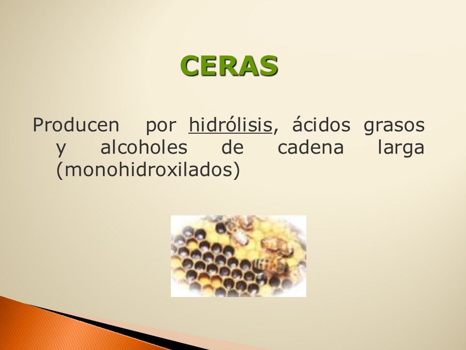 CERAS Producen por hidrólisis, ácidos grasos y alcoholes de cadena larga (monohidroxilados)