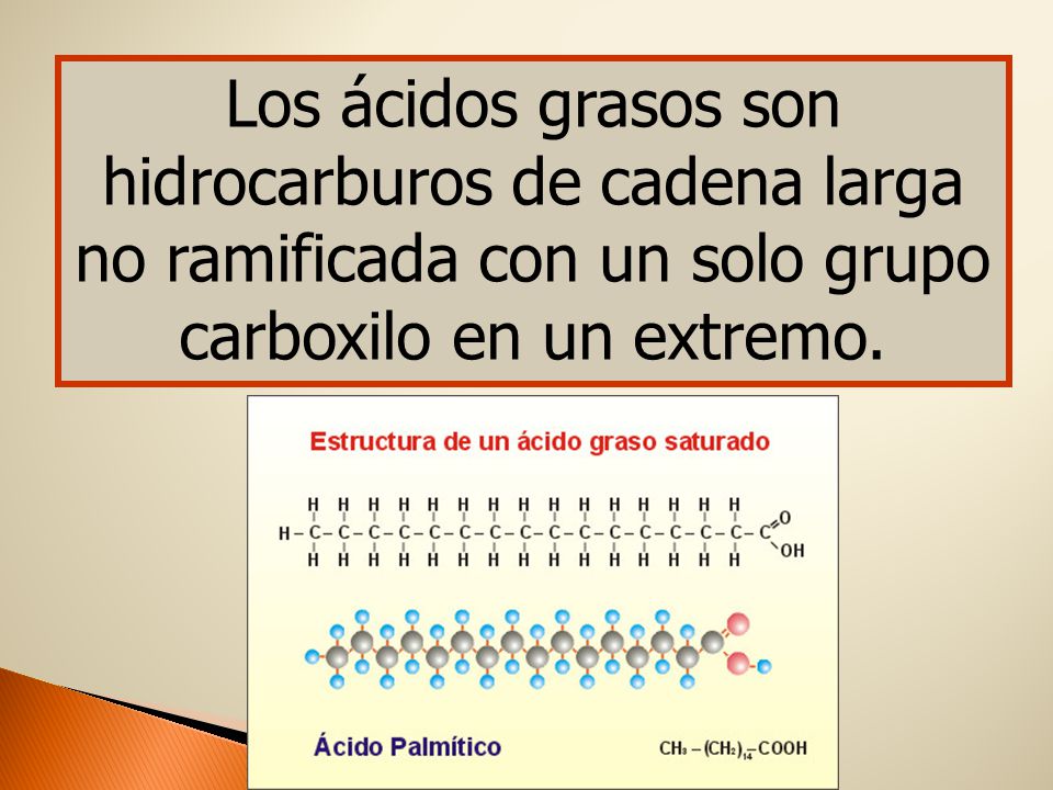 Los ácidos grasos son hidrocarburos de cadena larga no ramificada con un solo grupo carboxilo en un extremo.