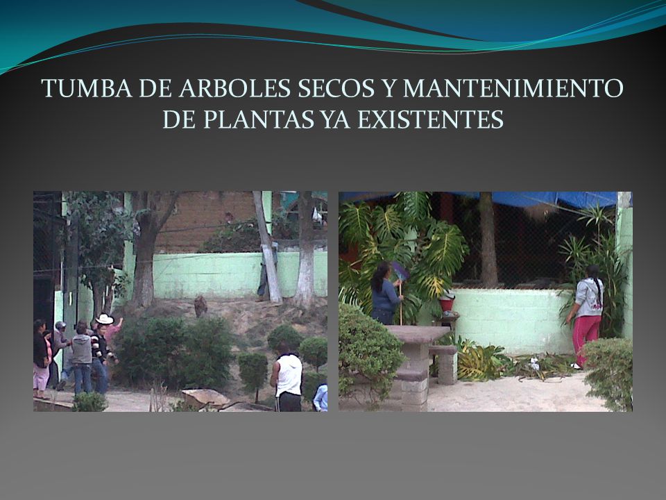 TUMBA DE ARBOLES SECOS Y MANTENIMIENTO DE PLANTAS YA EXISTENTES