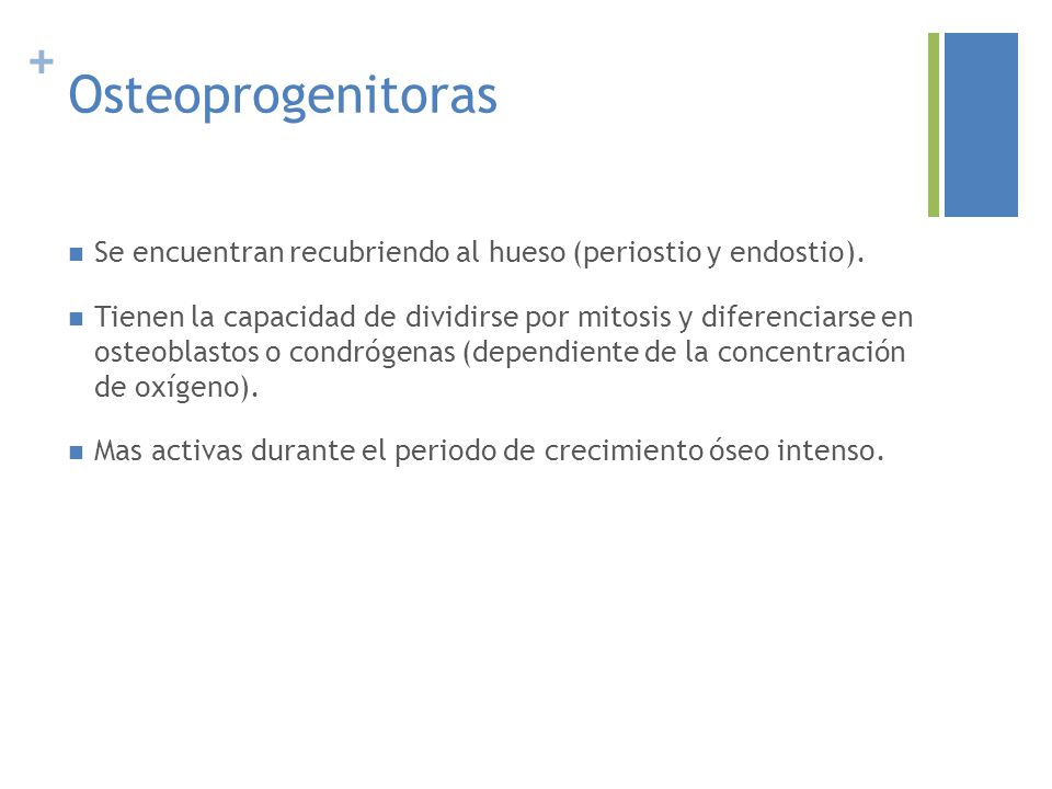 Osteoprogenitoras Se encuentran recubriendo al hueso (periostio y endostio).
