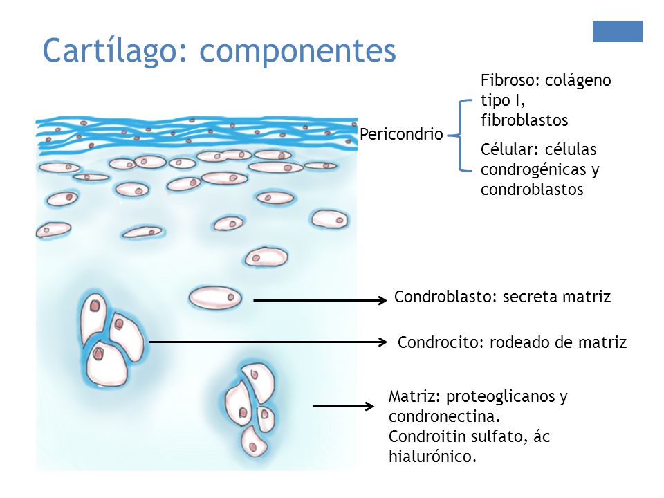 Cartílago: componentes