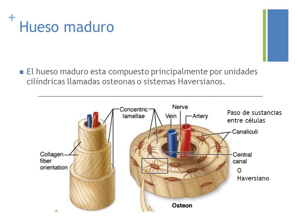 Hueso maduro El hueso maduro esta compuesto principalmente por unidades cilíndricas llamadas osteonas o sistemas Haversianos.