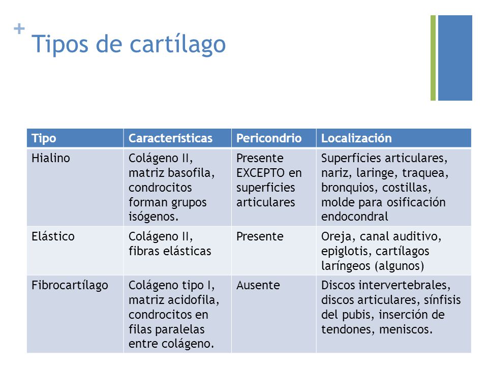 Tipos de cartílago Tipo Características Pericondrio Localización