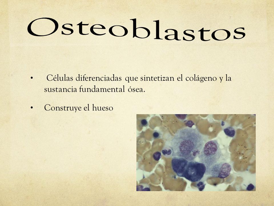 Osteoblastos Células diferenciadas que sintetizan el colágeno y la sustancia fundamental ósea.