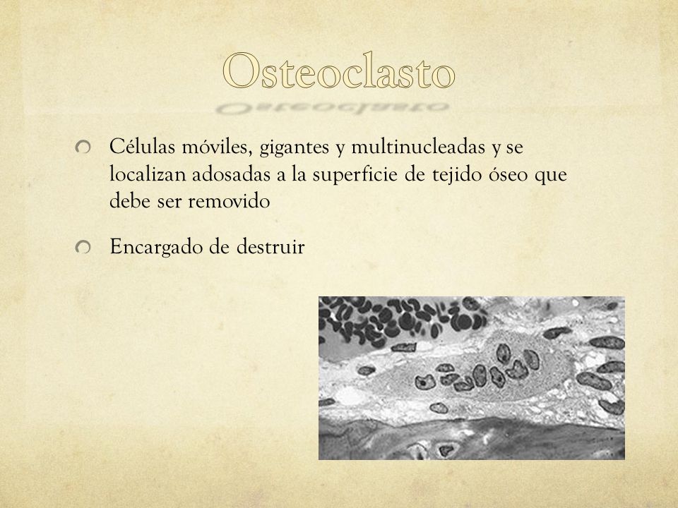 Osteoclasto Células móviles, gigantes y multinucleadas y se localizan adosadas a la superficie de tejido óseo que debe ser removido.