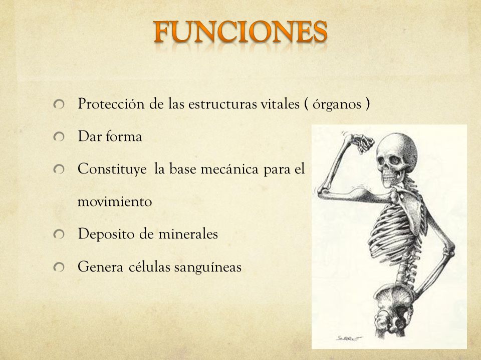 Funciones Protección de las estructuras vitales ( órganos ) Dar forma
